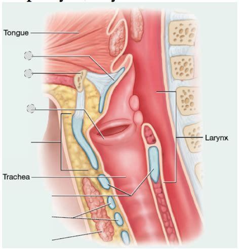 Bio 60L Respiratory System (pharynx, larynx, trachea diagram) Diagram | Quizlet