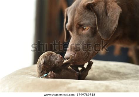 Newborn Baby Dog