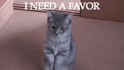 I Need A Favor GIFs | Tenor