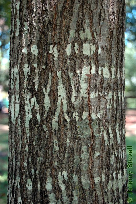 Image result for red oak tree bark | Oak tree bark, Red oak tree, Oak tree