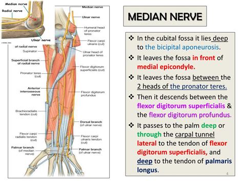 PPT - MEDIAN & ULNAR NERVES PowerPoint Presentation, free download - ID ...