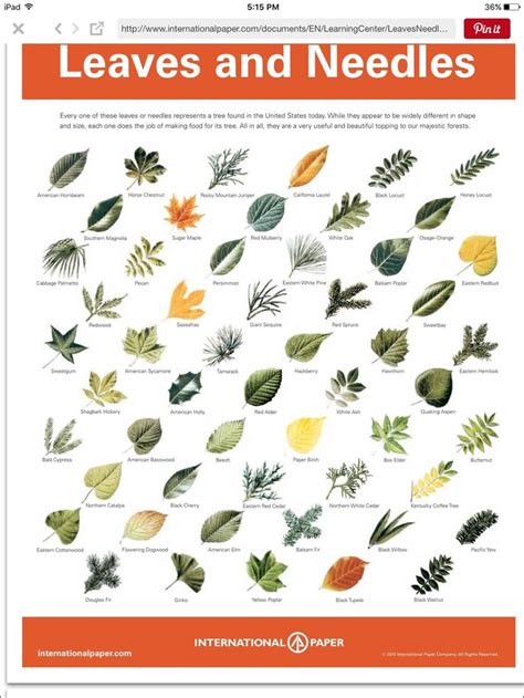 Plant Leaves Identification Chart