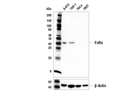 FcRn Antibody | Cell Signaling Technology