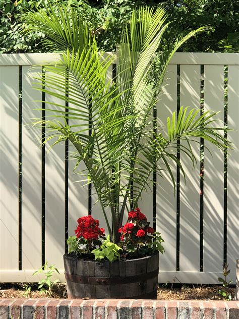 Palm tree planter Tree Planters, Patio Planters, Backyard Patio, Planter Pots, Majestic Palm ...