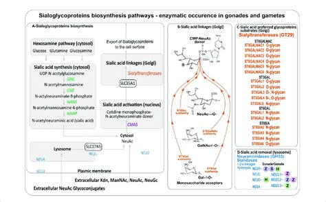 (A) Sialic acids biosynthesis. (B) Sialic acid linkages performed by ...