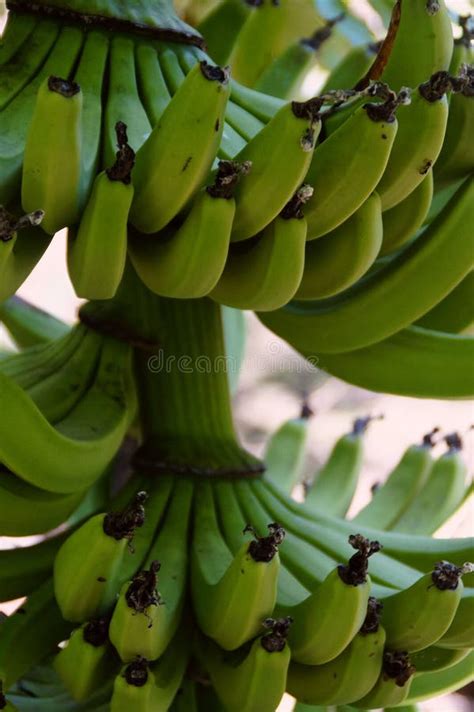 Vertical of Raw Banana Bunches on a Tree Stock Photo - Image of vitamins, harvest: 255146434