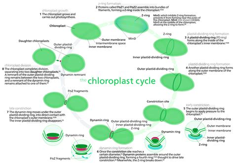 File:Chloroplast division.svg - Wikimedia Commons