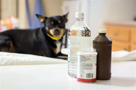 Review Of How To Get Skunk Smell Off A Dog With Vinegar Ideas