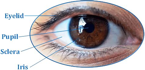 The outer look of a human iris. The iris is a circular structure ...