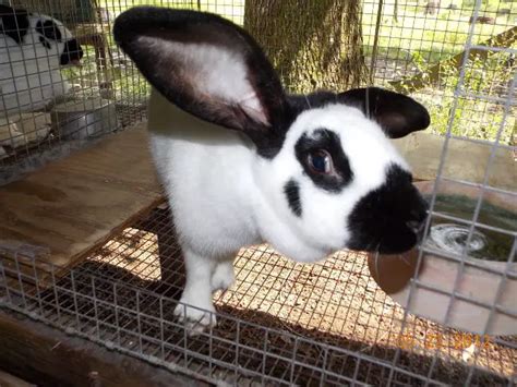 Checkered Giant Rabbit: Breed Info, Pictures, Behavior, Facts, and More