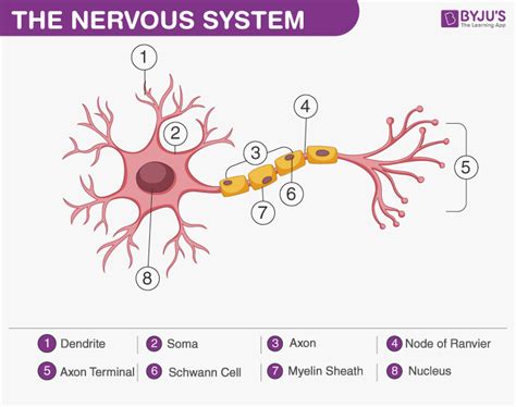 What is Physiology?- Introduction to Human Physiology