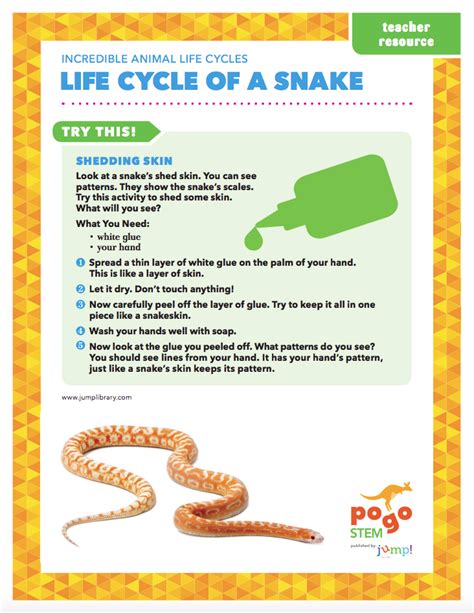 Life Cycle of a Snake | Life cycles preschool, Life cycles activities, Animal life cycles