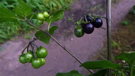 MAP: MELBOURNE WEEDS 3 - BLACK NIGHTSHADE