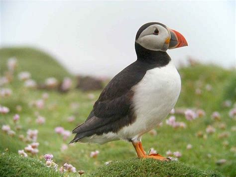 Tufted Puffin Habitat | Atlantic puffin coloring pages and facts. | 17 ...