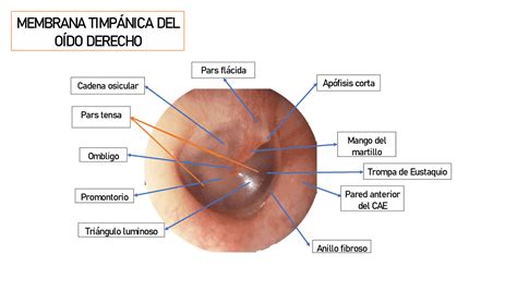 Anatomía De La Membrana Timpánica