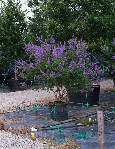 Vitex Shoal Creek - Dallas, Texas - Treeland Nursery