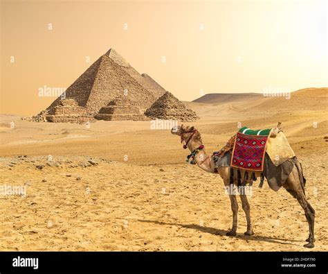 egypt, pyramids, camel, egyptian, egypts, pyramid, camels Stock Photo ...