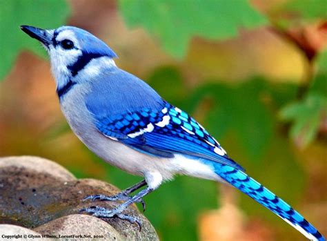 Die besten 25+ Blue jay bird Ideen auf Pinterest | Blue jay, Hübsche Vögel und Häher