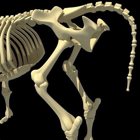 cow skeleton 3d max