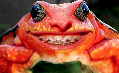 Teeth bracket frog - Funny pictures of animals