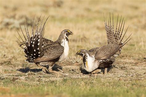 Greater Sage-Grouse | Audubon Field Guide