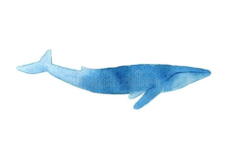 Watercolor Sketch of Blue Whale. Illustration Isolated on White Background Stock Illustration ...