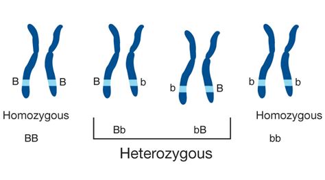 Heterozygosity - ISOGG Wiki