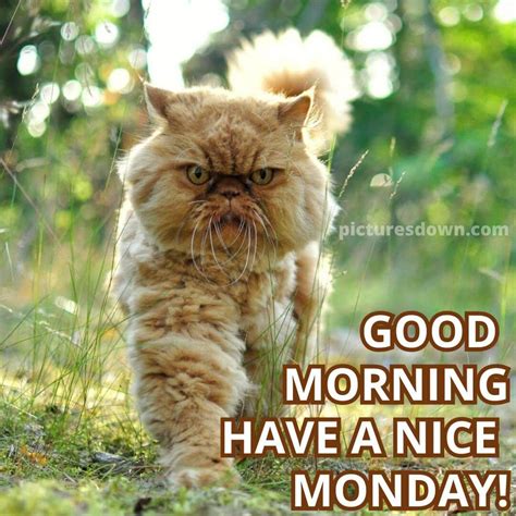 Good morning monday image cat free download