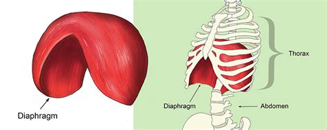 Muscles Of The Chest Abdomen / The Muscles of the Abdomen : Learn about ...