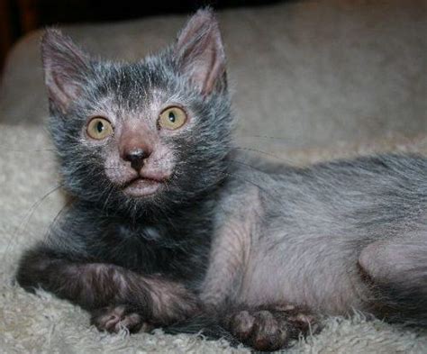 Lykoi Cat Breed Kittens Info, Temperament, Care, Training, Pictures