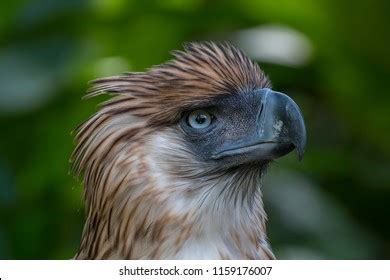 Philippine Eagle Wingspan