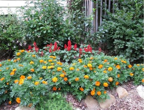 How To Plant And Care For Marigolds - Best Landscape Ideas