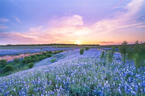 Sunset at A Bluebonnet Field | Texas | Wildflower | Pictures, Photos, Images, Prints