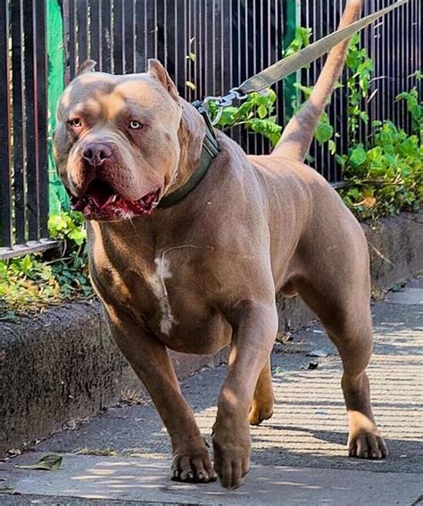 American bully XL pup (STUNNING) | in Fishponds, Bristol | Gumtree