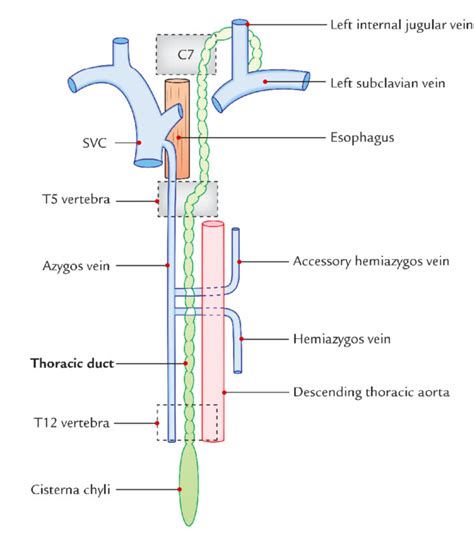 Thoracic Duct- Formation, Course, Connection, Tributaries and ...