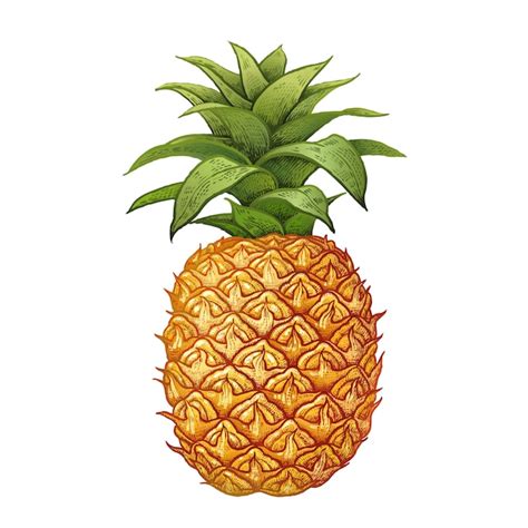 Premium Vector | Realistic drawing of pineapple.