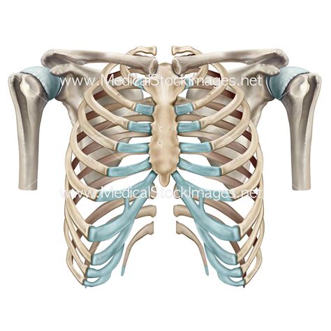 Rib Cage and Shoulder Skeletal Anatomy – Medical Stock Images Company