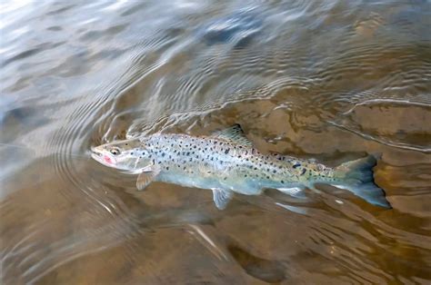 Fishing for Sea Trout in Tidal Waters: Tips and Techniques - Southern Trout