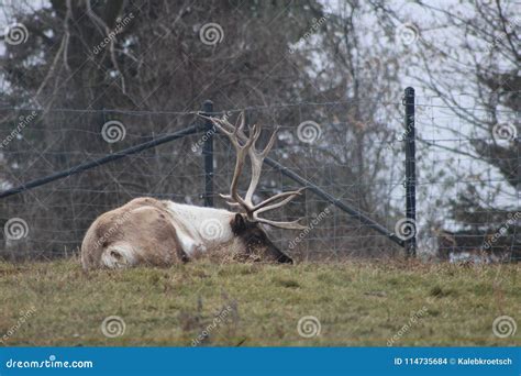 Large Caribou with Impressive Antlers at the Zoo Stock Photo - Image of mammal, alaska: 114735684