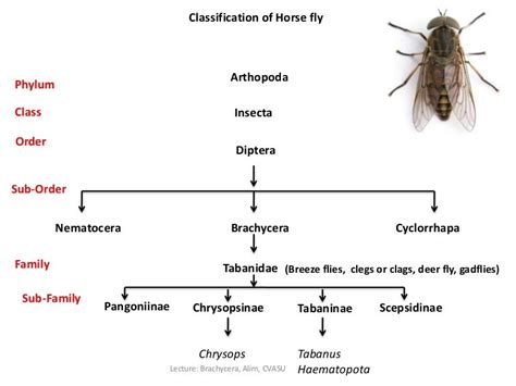 Brachycera (tabanus), Md Abdul Alim, CVASU, Bangladesh