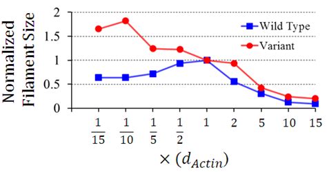 Filament size has been calculated over a wide range of values of actin... | Download Scientific ...