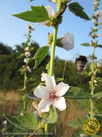 Althaea officinalis – Bee Happy Plants