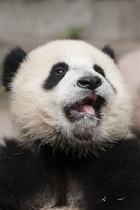 Crying 3-month Old Toothless Baby Panda Stock Photography - Image: 36970292