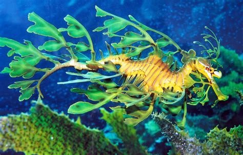 Real Monstrosities: Leafy Seadragon