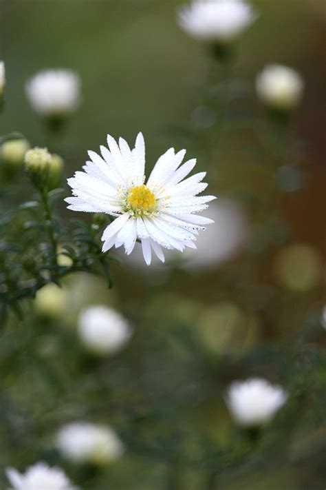 Aster Fall Blossom - Free photo on Pixabay