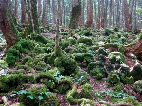 Aokigahara Forest – Fujinomiya-shi, Japan - Atlas Obscura