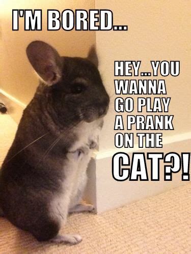 Chinchilla Funny http://smallpetselect.com/ Animals And Pets, Funny Animals, Cute Animals ...