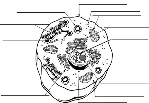 9 Best Images of Brain Label Worksheet - Label the Brain Anatomy ...