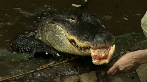 Florida Man Fights to Keep Pizza-Eating Alligator Video - ABC News