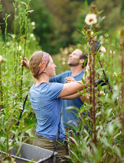 Harvesting Okra | Ivy Creek Family Farm